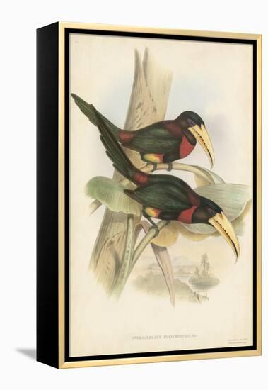 Tropical Toucans VII-John Gould-Framed Stretched Canvas