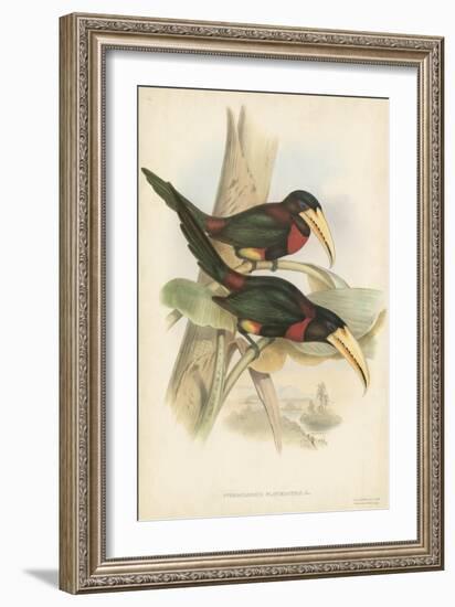 Tropical Toucans VII-John Gould-Framed Art Print