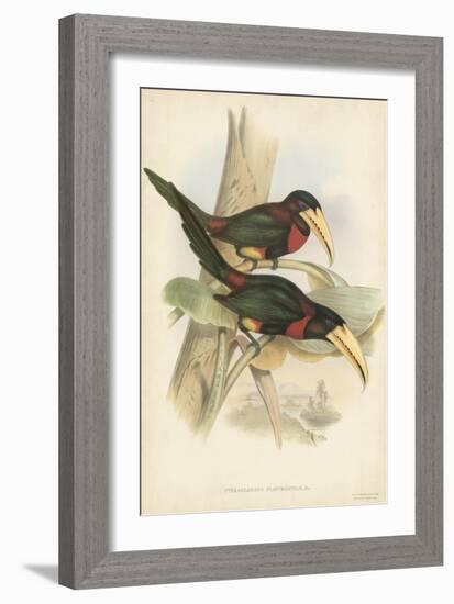 Tropical Toucans VII-John Gould-Framed Art Print