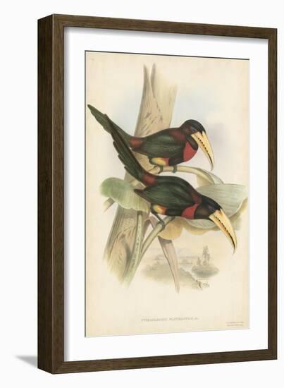 Tropical Toucans VII-John Gould-Framed Art Print