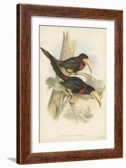 Tropical Toucans VII-John Gould-Framed Art Print