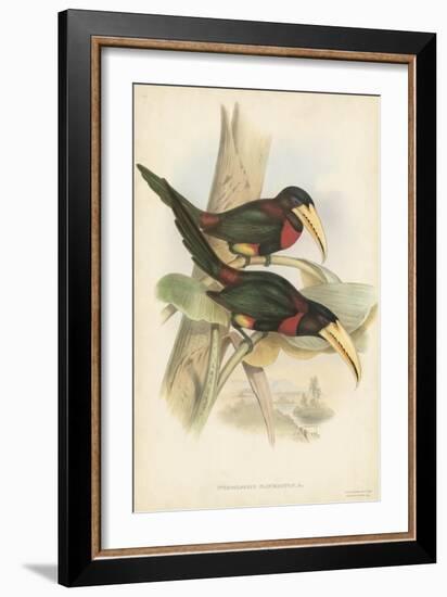 Tropical Toucans VII-John Gould-Framed Art Print