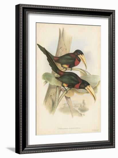 Tropical Toucans VII-John Gould-Framed Art Print