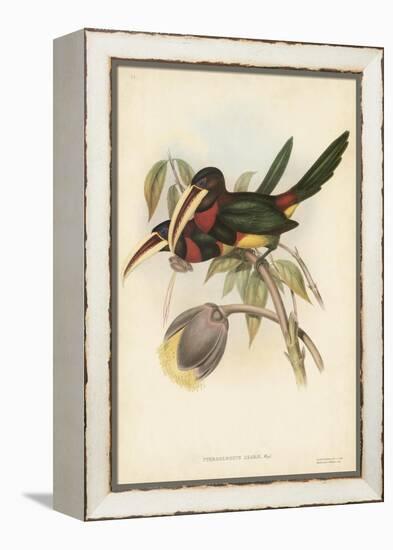 Tropical Toucans VIII-John Gould-Framed Stretched Canvas