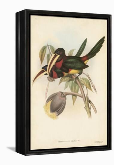 Tropical Toucans VIII-John Gould-Framed Stretched Canvas