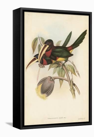 Tropical Toucans VIII-John Gould-Framed Stretched Canvas