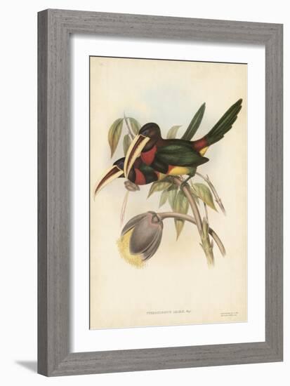 Tropical Toucans VIII-John Gould-Framed Art Print