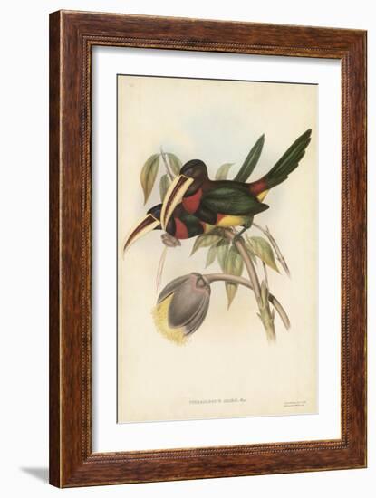 Tropical Toucans VIII-John Gould-Framed Art Print