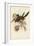 Tropical Toucans VIII-John Gould-Framed Art Print