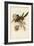 Tropical Toucans VIII-John Gould-Framed Art Print