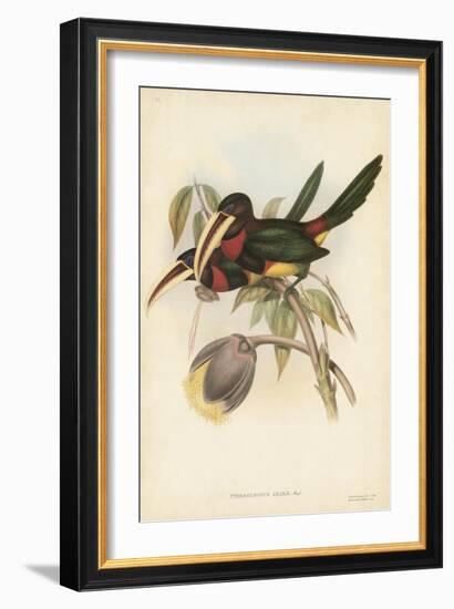 Tropical Toucans VIII-John Gould-Framed Art Print