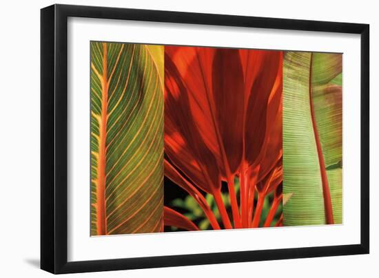 Tropical Treasure I-John Seba-Framed Art Print