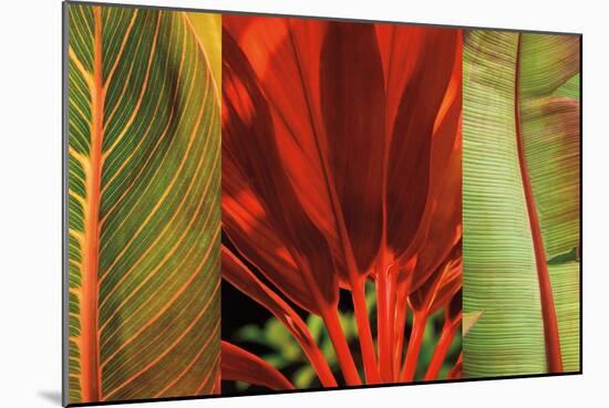 Tropical Treasure I-John Seba-Mounted Art Print