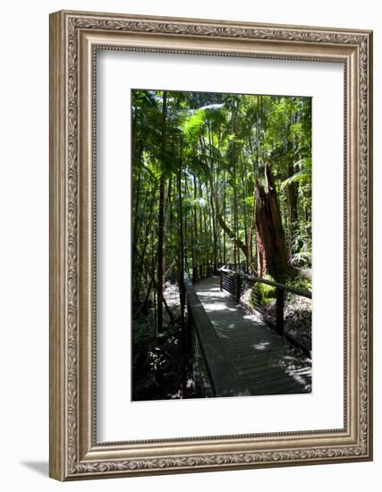 Tropical Trees on Fraser Island, UNESCO World Heritage Site, Queensland, Australia, Pacific-Michael Runkel-Framed Photographic Print