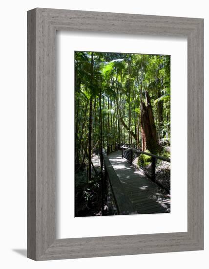 Tropical Trees on Fraser Island, UNESCO World Heritage Site, Queensland, Australia, Pacific-Michael Runkel-Framed Photographic Print