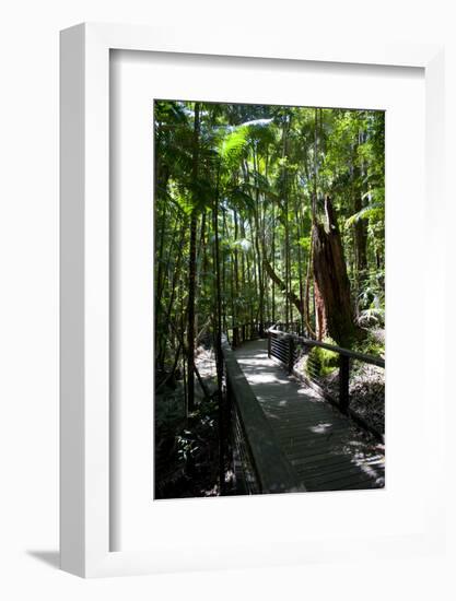 Tropical Trees on Fraser Island, UNESCO World Heritage Site, Queensland, Australia, Pacific-Michael Runkel-Framed Photographic Print