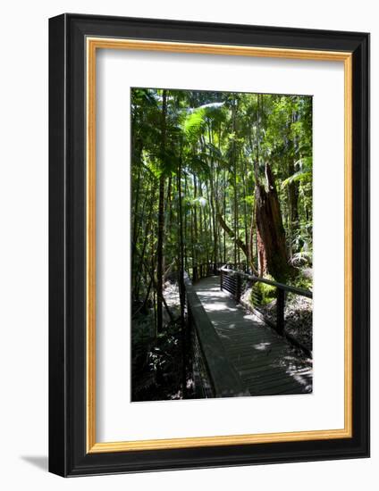Tropical Trees on Fraser Island, UNESCO World Heritage Site, Queensland, Australia, Pacific-Michael Runkel-Framed Photographic Print