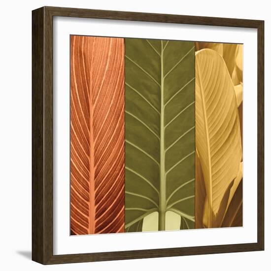 Tropical Trio I-John Seba-Framed Art Print