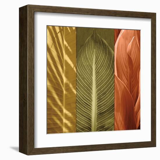 Tropical Trio II-John Seba-Framed Art Print