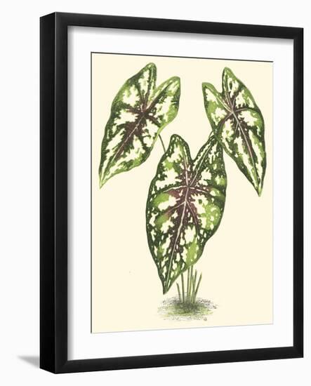 Tropical Variegation I-Vision Studio-Framed Art Print