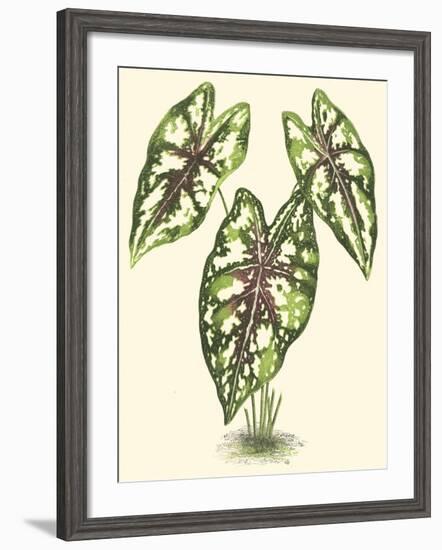 Tropical Variegation I-Vision Studio-Framed Art Print