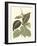 Tropical Variegation II-Vision Studio-Framed Art Print