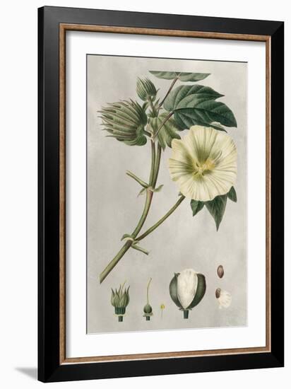 Tropical Varieties II-Pancrace Bessa-Framed Art Print