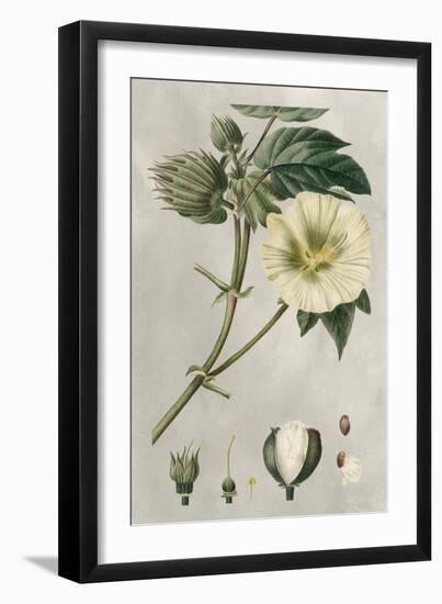 Tropical Varieties II-Pancrace Bessa-Framed Art Print