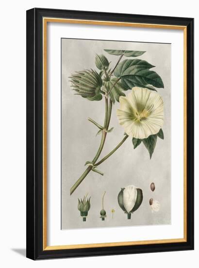 Tropical Varieties II-Pancrace Bessa-Framed Art Print