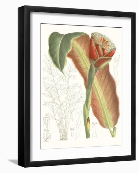 Tropical Variety VII-Curtis-Framed Art Print