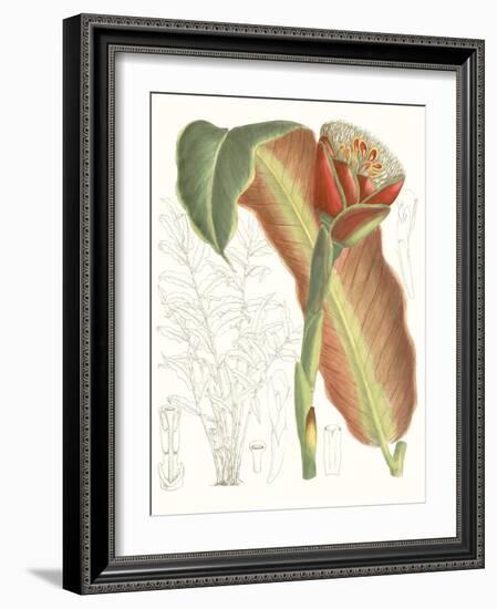 Tropical Variety VII-Curtis-Framed Art Print