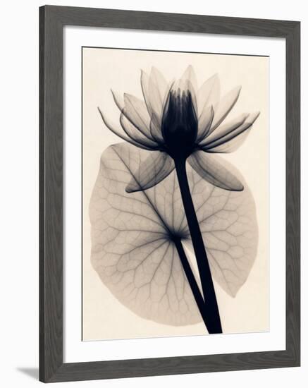 Tropical Water Lily-Judith Mcmillan-Framed Art Print