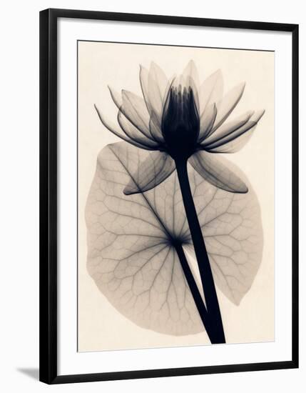 Tropical Water Lily-Judith Mcmillan-Framed Art Print