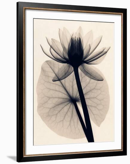 Tropical Water Lily-Judith Mcmillan-Framed Art Print