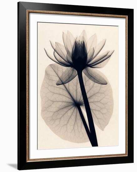 Tropical Water Lily-Judith Mcmillan-Framed Art Print