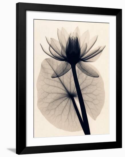 Tropical Water Lily-Judith Mcmillan-Framed Art Print