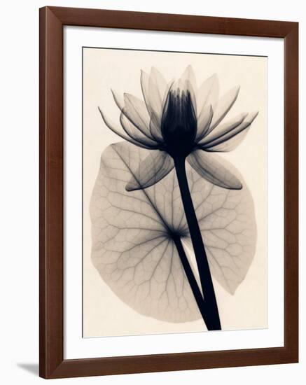 Tropical Water Lily-Judith Mcmillan-Framed Art Print