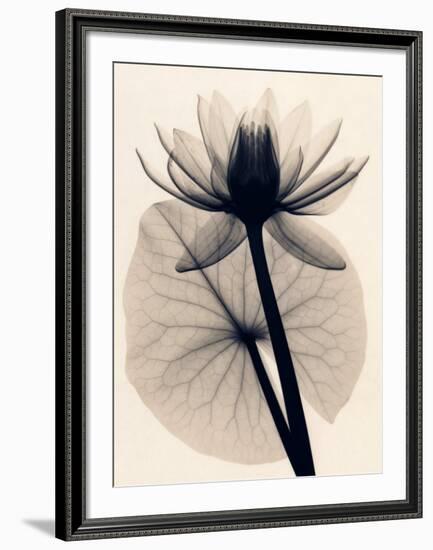 Tropical Water Lily-Judith Mcmillan-Framed Art Print