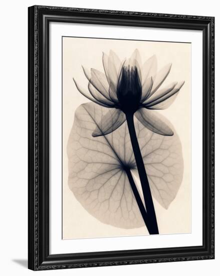 Tropical Water Lily-Judith Mcmillan-Framed Art Print