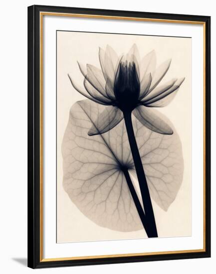 Tropical Water Lily-Judith Mcmillan-Framed Art Print