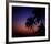 Tropical-Peter Morneau-Framed Art Print