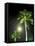 Tropics Palm Trees and Moon-Robin Hill-Framed Premier Image Canvas