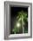 Tropics Palm Trees and Moon-Robin Hill-Framed Photographic Print