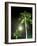 Tropics Palm Trees and Moon-Robin Hill-Framed Photographic Print