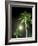 Tropics Palm Trees and Moon-Robin Hill-Framed Photographic Print