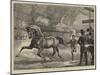 Trotting at the Islington Horse Show-Basil Bradley-Mounted Giclee Print