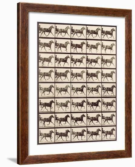 Trotting Sulky-Eadweard Muybridge-Framed Giclee Print