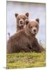 Troublesome Twosome (Brown Bear Cubs)-Art Wolfe-Mounted Giclee Print