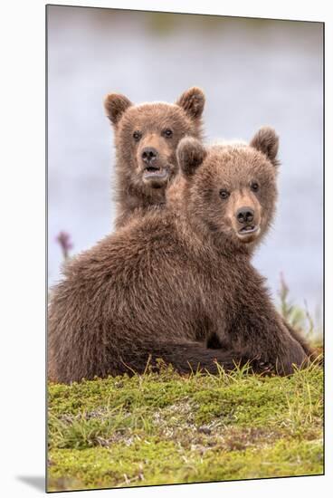 Troublesome Twosome (Brown Bear Cubs)-Art Wolfe-Mounted Giclee Print