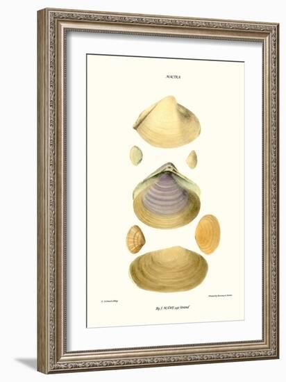 Trough Shells-John Mawe-Framed Art Print